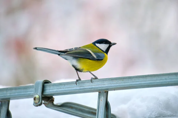 Yellow wild tit bird looking for food on cold winter day — Photo