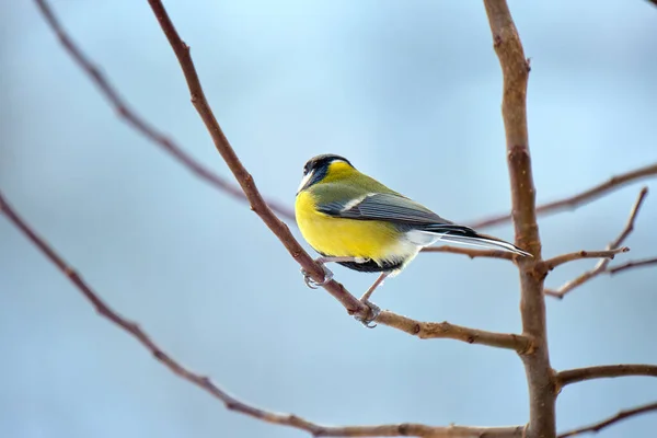 Yellow wild tit bird perching on tree branch on cold winter day — Φωτογραφία Αρχείου