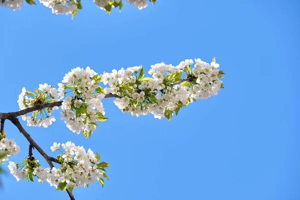 Twigs of cherry tree with white blossoming flowers in early spring Stock Image