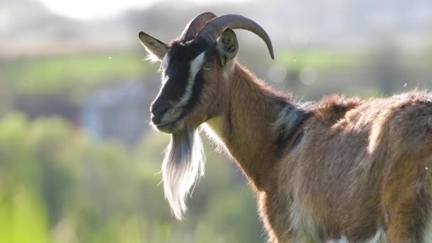 Uzun sakallı, yeşil çayırlarda otlayan yerli süt keçisi. Çiftlik arazilerinde sığır beslemek — Stok video