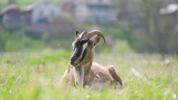Cabra lechera doméstica con barba larga y cuernos que descansan sobre hierba de pasto verde en el día de verano. Alimentación de ganado en pastizales agrícolas — Vídeos de Stock