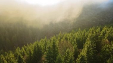 Sonbahar gündoğumunda sisli, karanlık dağ ormanlarının çam ağaçlarının olduğu muhteşem manzaranın havadan görüntüsü. Şafak vakti ışıldayan ışıklarıyla güzel vahşi ormanlık