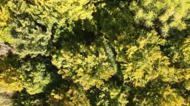Yeşil ve sarı ağaçlı yemyeşil ormanın havadan görünüşü güneşli bir günde sonbahar ormanlarında rüzgarda savruluyor.