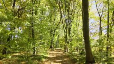 Parlak yeşil ormanlarda ışık huzmelerinin parladığı, sonbahar sabahı yemyeşil ağaçların olduğu güzel bir manzara. Şafak vakti güzel vahşi orman