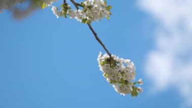 Baharın başında çiçek açan kiraz ağacının dalları