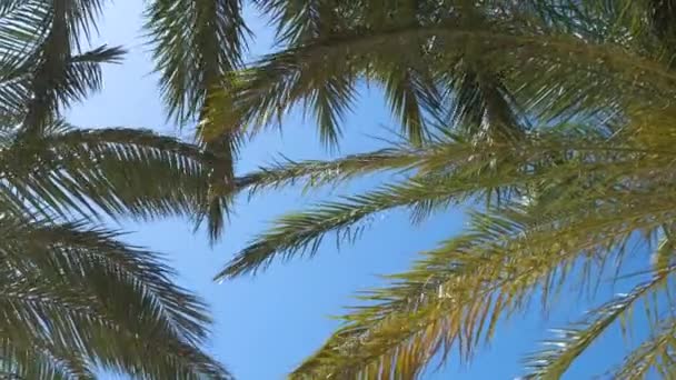 Piękne zielone palmy kokosowe falujące na wietrze na tropikalnej plaży przed błękitnym niebem. Koncepcja wakacji letnich — Wideo stockowe