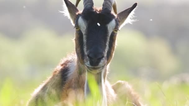 염소 새끼 염소는 긴 수염을 기르고 뿔을 가지고 있으며, 여름에는 푸른 목초지의 풀 위에 얹혀 있다. 목초지에서 가축을 먹이는 일 — 비디오