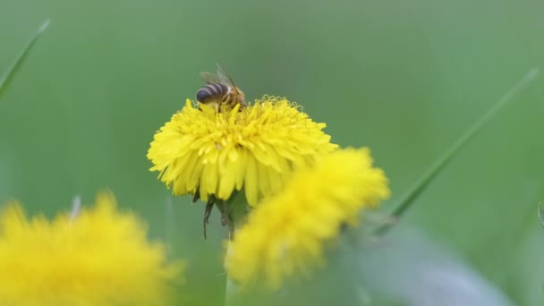 Honung bi samla nektar på gula maskros blommor blommar på sommaren äng i grön solig trädgård — Stockvideo