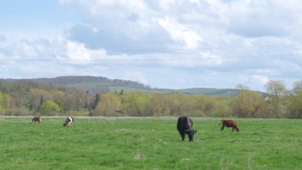 Milk cows grazing on green farm pasture on summer day. Feeding of cattle on farmland grassland — Stock Video