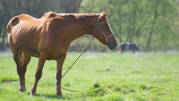 Caballo castaño delgado comiendo hierba mientras pastorea en pastizales de granja — Vídeos de Stock