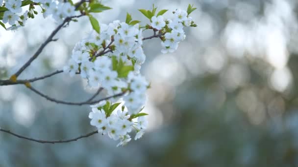 Zweige des Kirschbaums mit weißen Blüten im zeitigen Frühling — Stockvideo