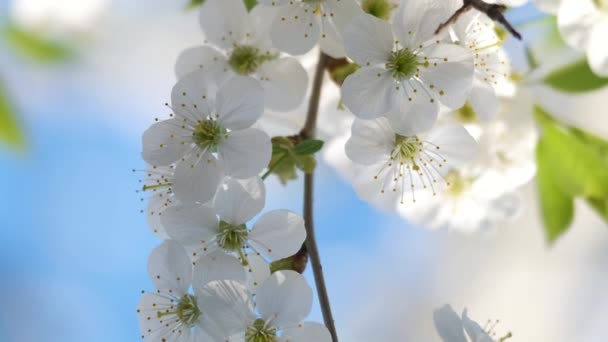 早春に白い花を咲かせる桜の小枝 — ストック動画
