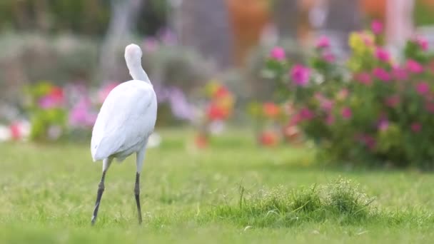 Fehér szarvasmarha tojás vadon élő madár, más néven Bubulcus ibis séta zöld gyepen nyáron — Stock videók