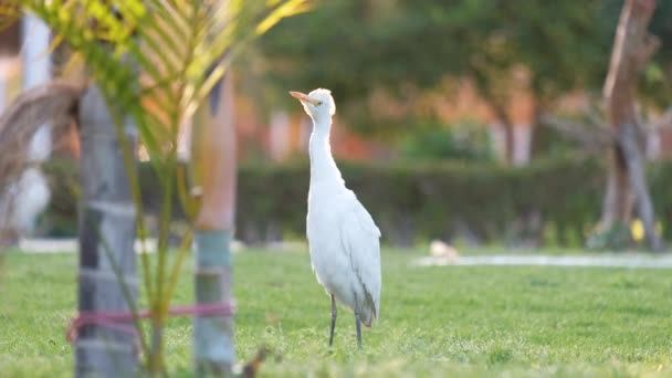 Bílý dobytek volavky divoký pták, také známý jako Bubulcus ibis chůzi na zeleném trávníku v létě — Stock video
