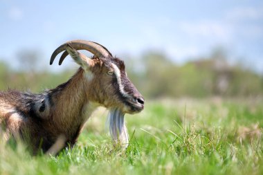 Uzun sakallı ve boynuzlu yerli süt keçisi yaz günü yeşil çayır çimlerinde dinleniyor. Çiftlik otlaklarında sığır beslemek