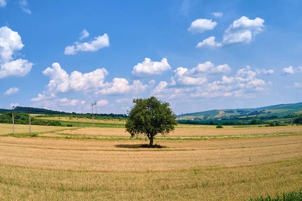 Vzdušná krajina pohled na jeden zelený strom rostoucí mezi obdělávanými žlutými zemědělskými poli s dozrávajícími plodinami v jasný letní den — Stock fotografie