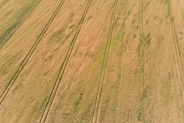 Вид на повітряний ландшафт жовтого сільськогосподарського поля зі стиглою пшеницею в яскравий літній день — стокове фото