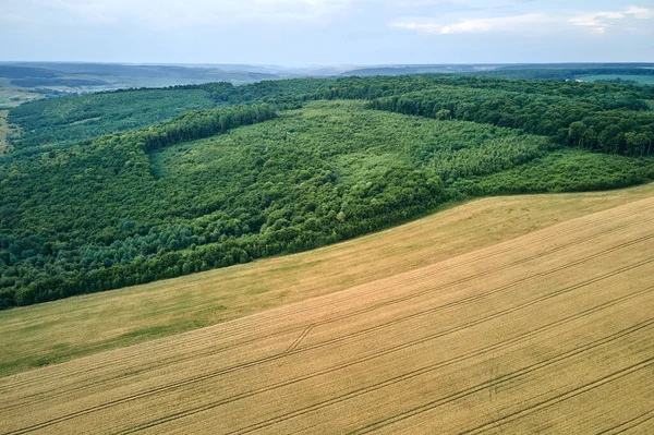 Vzdušná krajina pohled na žluté obdělávané zemědělské pole se zralou pšenicí a zelenými lesy za jasného letního dne — Stock fotografie