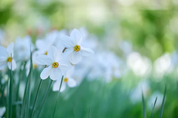 春日阳光明媚的花园里,白嫩的水仙花盛开 — 图库照片