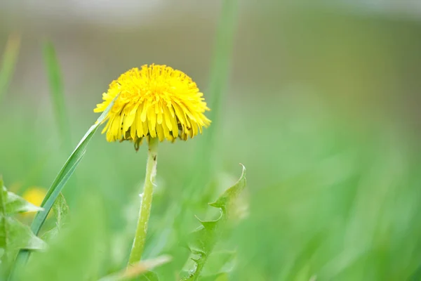 Fiori di tarassaco gialli che sbocciano sul prato estivo nel verde giardino soleggiato — Foto Stock