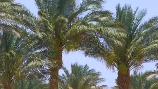 Όμορφα πράσινα φοινικόδεντρα καρύδας κυματίζει στον άνεμο στην τροπική παραλία ενάντια μπλε ουρανό. Καλοκαιρινές διακοπές — Αρχείο Βίντεο