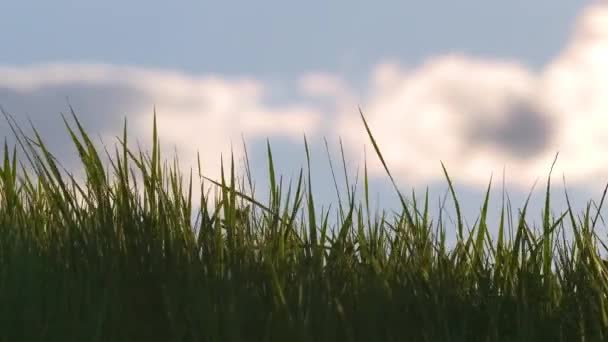 Closeup of green grass with long blades swaying under strong wind growing on lawn in summer — Stock Video