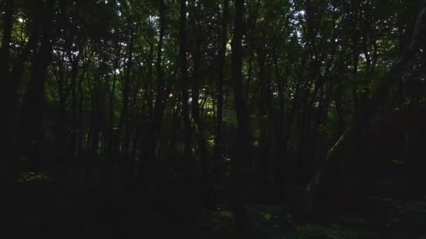 Bosques oscuros y sombríos con rayos de sol brillando a través de un denso follaje en la mañana — Vídeos de Stock