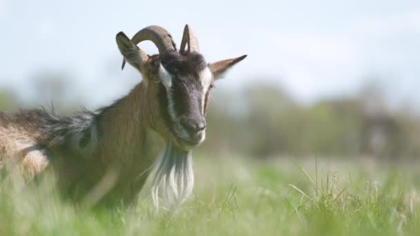 Domestic milk goat with long beard and horns resting on green pasture grass on summer day. Feeding of cattle on farm grassland — Stock Video