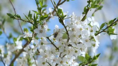 Baharın başında çiçek açan kiraz ağacının dalları