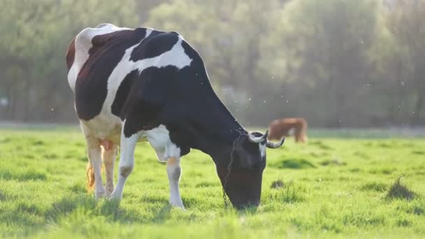 Milchkühe weiden an Sommertagen auf der grünen Bauernweide. Fütterung von Rindern auf Ackerland Grünland — Stockvideo