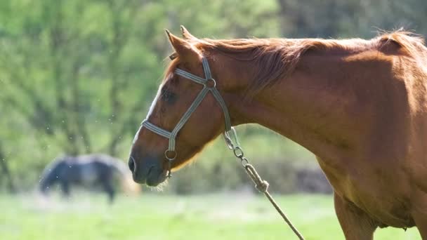 Tunn kastanj häst äter gräs medan bete på gården gräsmark betesmark — Stockvideo