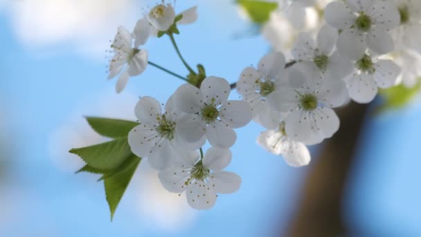 Ramitas de cerezo con flores blancas en flor a principios de primavera — Vídeo de stock