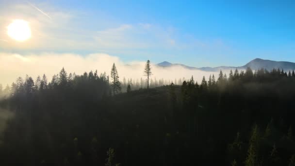 Blick von oben auf dunkle stimmungsvolle Kiefern im Fichtennebel mit hellen Sonnenaufgangsstrahlen, die durch Äste in den herbstlichen Bergen scheinen — Stockvideo