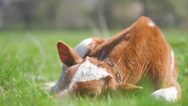 Ternero joven descansando sobre hierba de pasto verde en el día de verano. Alimentación de ganado en pastizales agrícolas — Vídeos de Stock