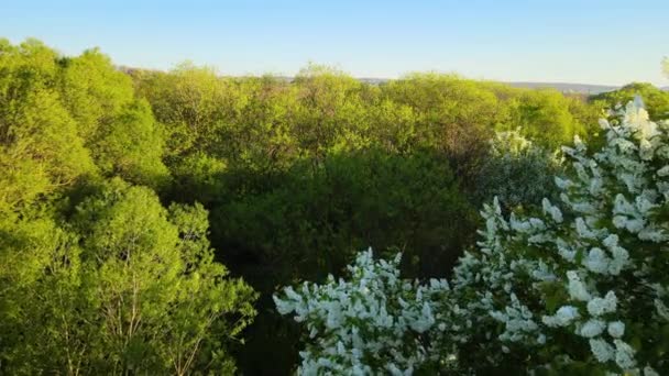 Aerial view of blooming garden with white blossoming trees in early spring at sunset — Stock Video