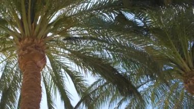 Güzel yeşil hindistan cevizi palmiyeleri mavi gökyüzüne karşı tropikal sahilde rüzgarda sallanıyor. Yaz tatili kavramı