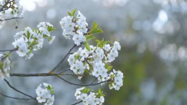 Baharın başında çiçek açan kiraz ağacının dalları