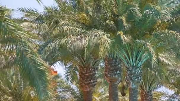 Piękne zielone palmy kokosowe falujące na wietrze na tropikalnej plaży przed błękitnym niebem. Koncepcja wakacji letnich — Wideo stockowe