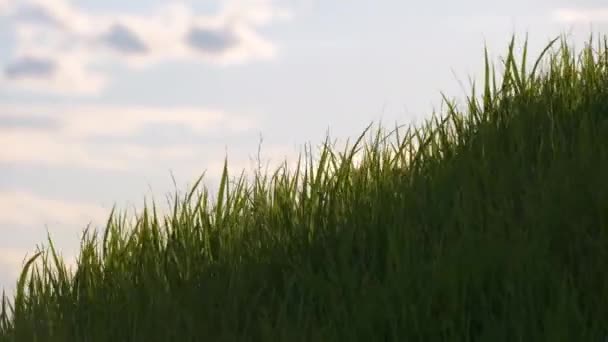 Nahaufnahme von grünem Gras mit langen Halmen, die unter starkem Wind schwanken, der im Sommer auf Rasen wächst — Stockvideo