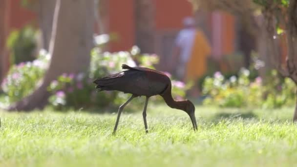 Brillante pájaro salvaje ibis, también conocido como Plegadis falcinellus caminando sobre césped verde en verano — Vídeos de Stock