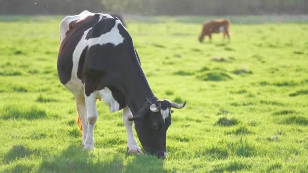 Vaca lechera pastando en pastos verdes en el día de verano. Alimentación de ganado en pastizales de tierras agrícolas — Vídeos de Stock