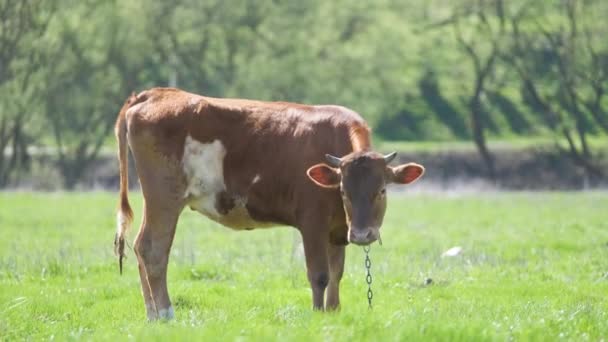 Vaca de leite que pastoreia em pastagem de fazenda verde no dia de verão. Alimentação de bovinos em prados de terras agrícolas — Vídeo de Stock
