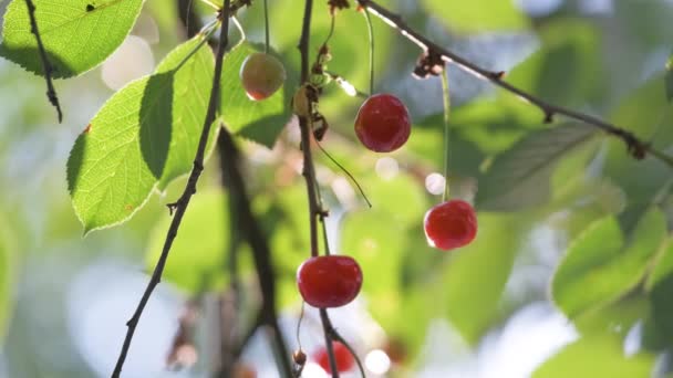 Yaz bahçesindeki meyve dalında yetişen kırmızı kiraz meyveleri. — Stok video