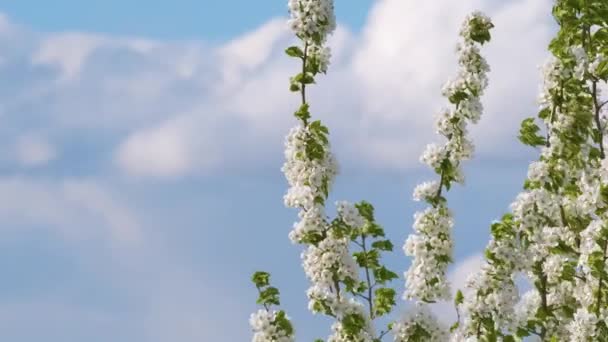 Galhos de cerejeira com flores brancas florescendo no início da primavera — Vídeo de Stock