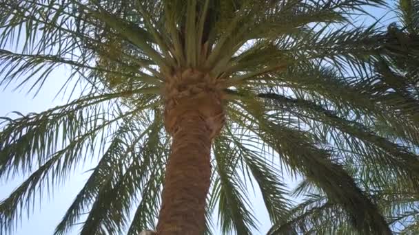 Belas coqueiros verdes acenando no vento na praia tropical contra o céu azul. Conceito férias de verão — Vídeo de Stock