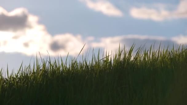 Closeup of green grass with long blades swaying under strong wind growing on lawn in summer — Stock Video