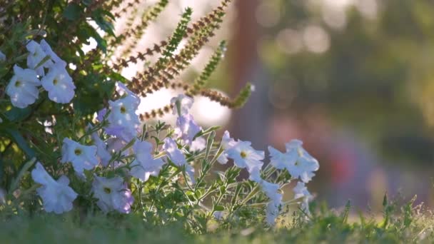 Arbustos verdes con flores brillantes que crecen en el parque tropical — Vídeo de stock