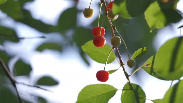 Red cherry berries growing on fruit tree branch in summer garden — Stock Video