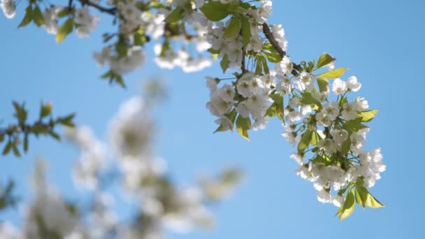 Ramitas de cerezo con flores blancas en flor a principios de primavera — Vídeo de stock