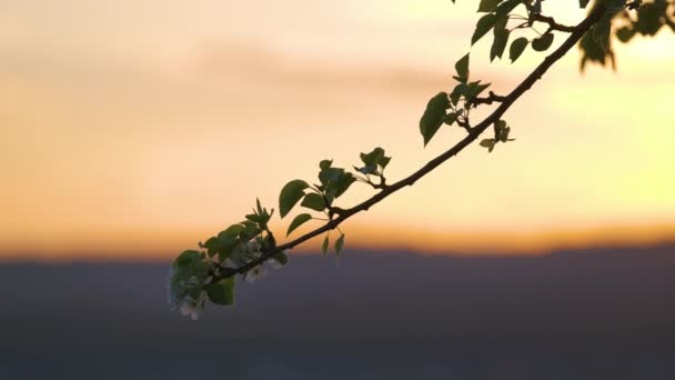 Κλαδάκια οπωροφόρου δένδρου με λευκά άνθη στις αρχές της άνοιξης το ηλιοβασίλεμα — Αρχείο Βίντεο